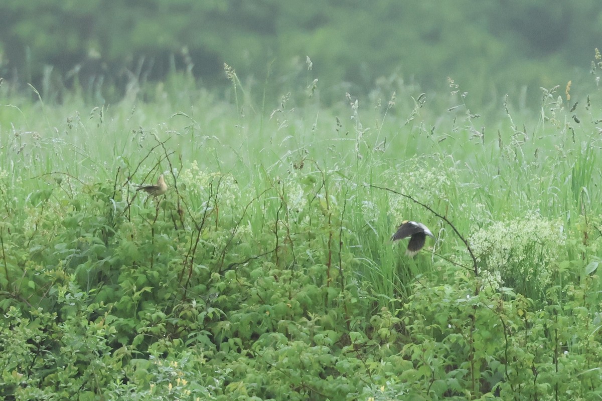 Bobolink - ML638041070