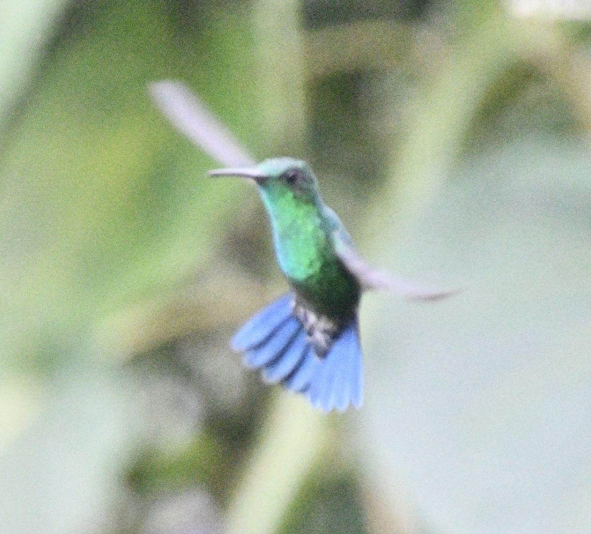 Steely-vented Hummingbird - ML638041071