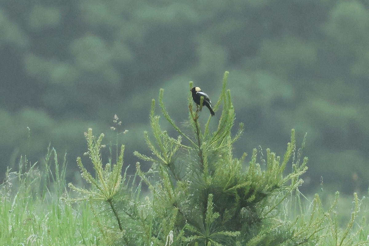 Bobolink - ML638041073