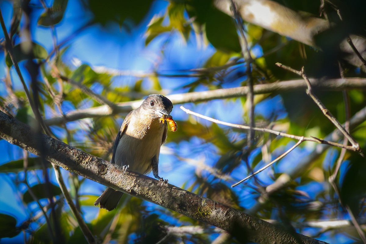 Crested Becard - ML638041082