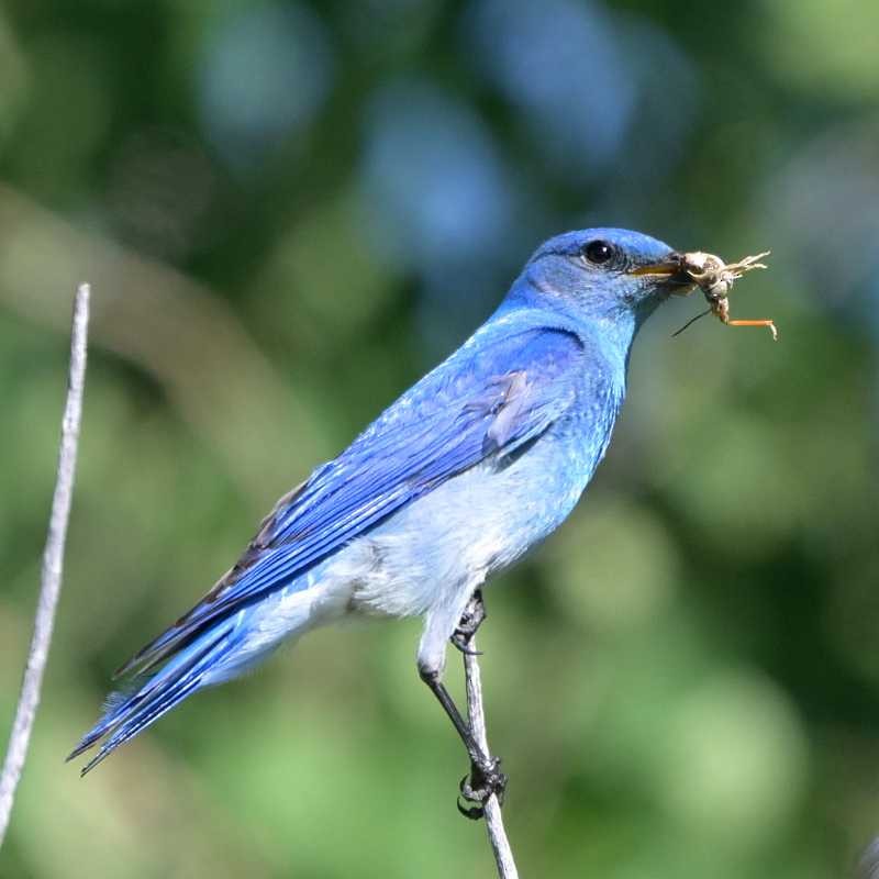 Mountain Bluebird - ML638041084