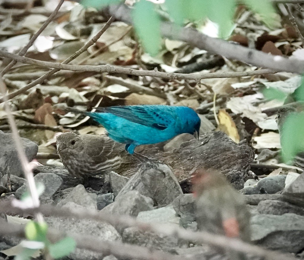 Indigo Bunting - ML638041101