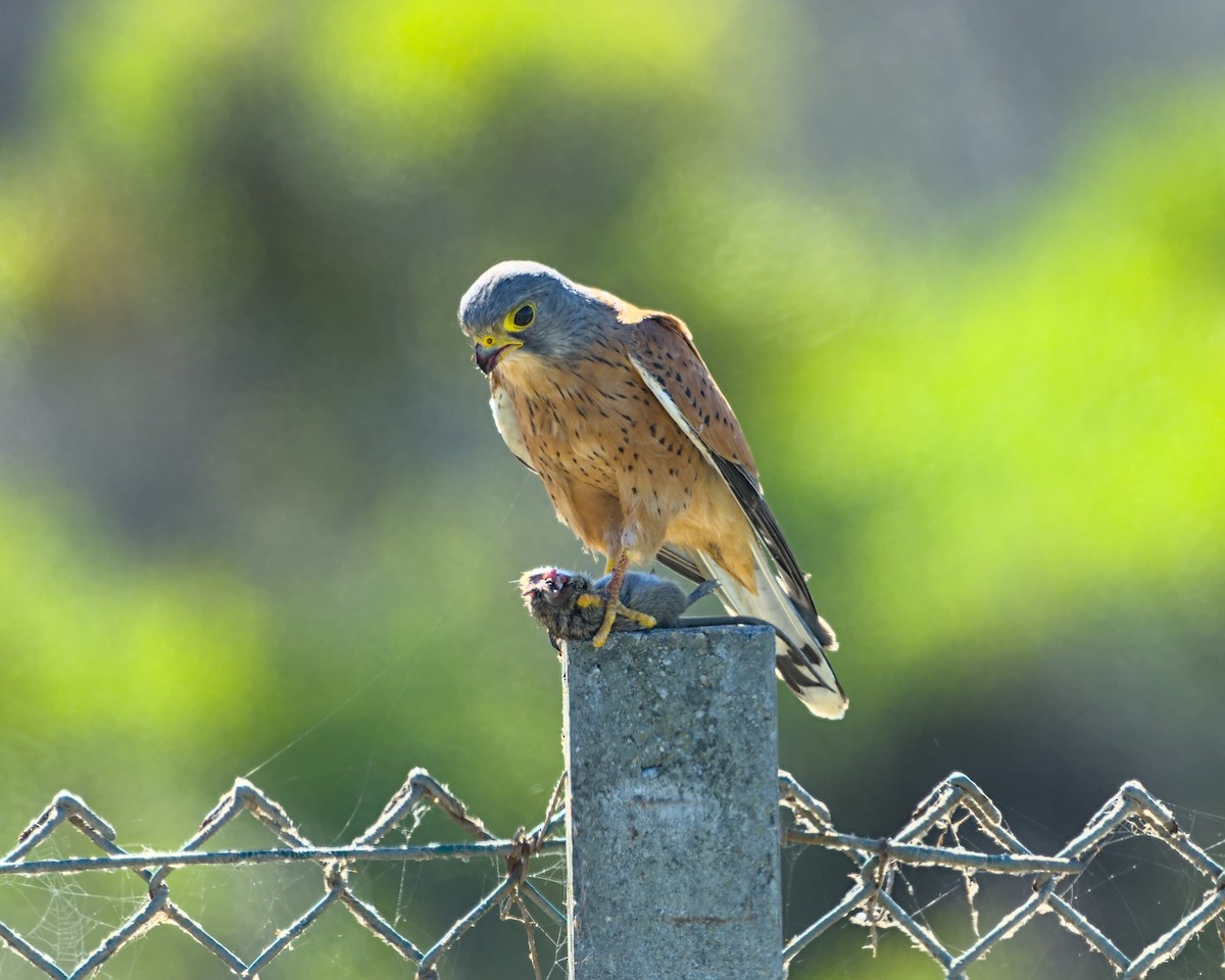 Rock Kestrel - ML638041120