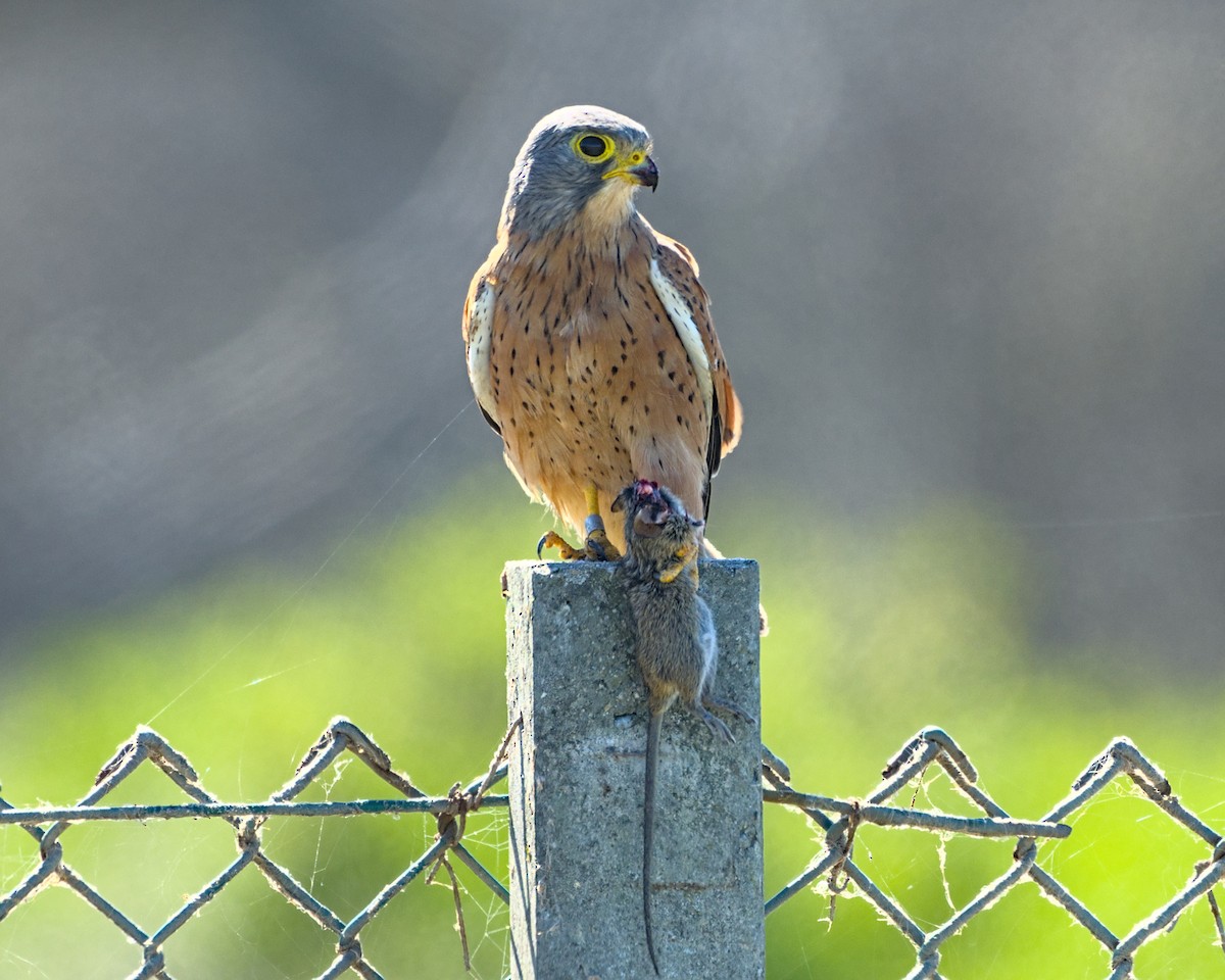 Rock Kestrel - ML638041121