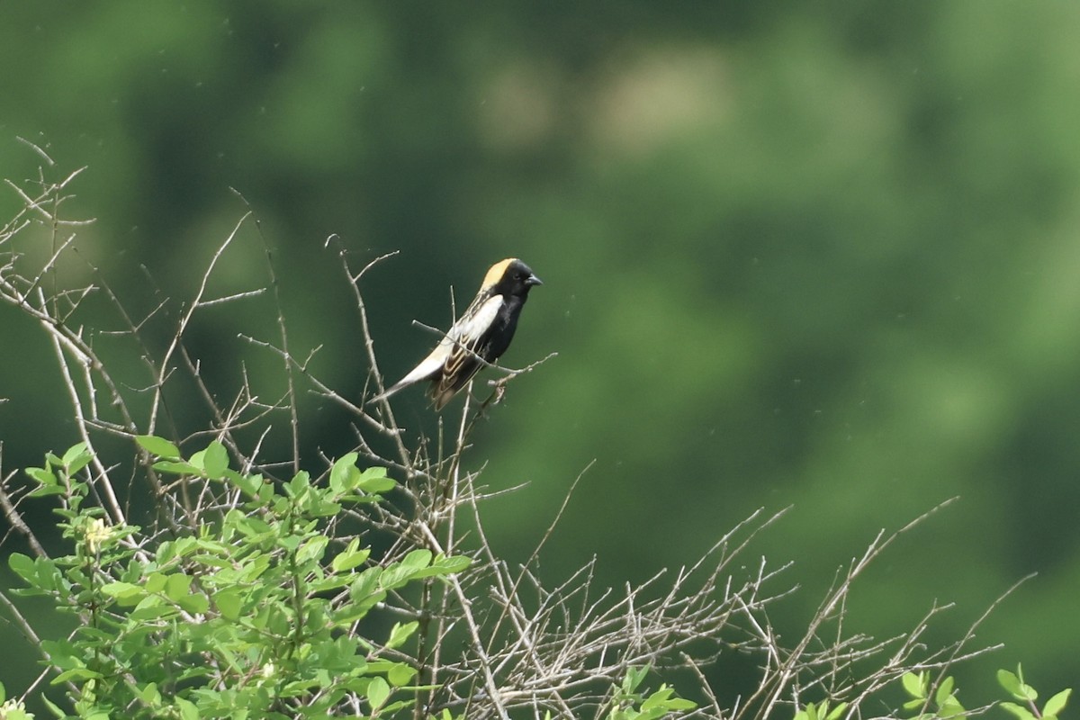 Bobolink - ML638041144