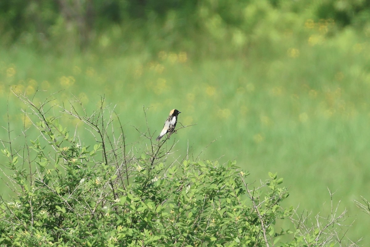 Bobolink - ML638041146