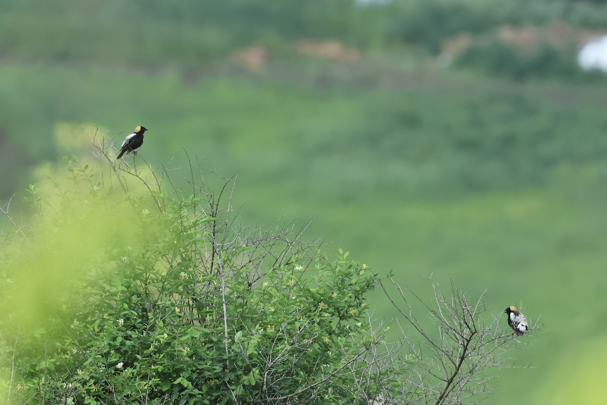 Bobolink - ML638041150