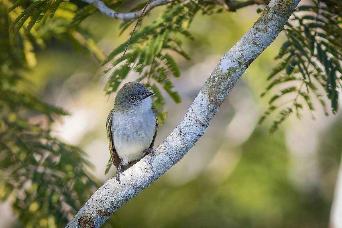 Gray-headed Elaenia - ML638041151
