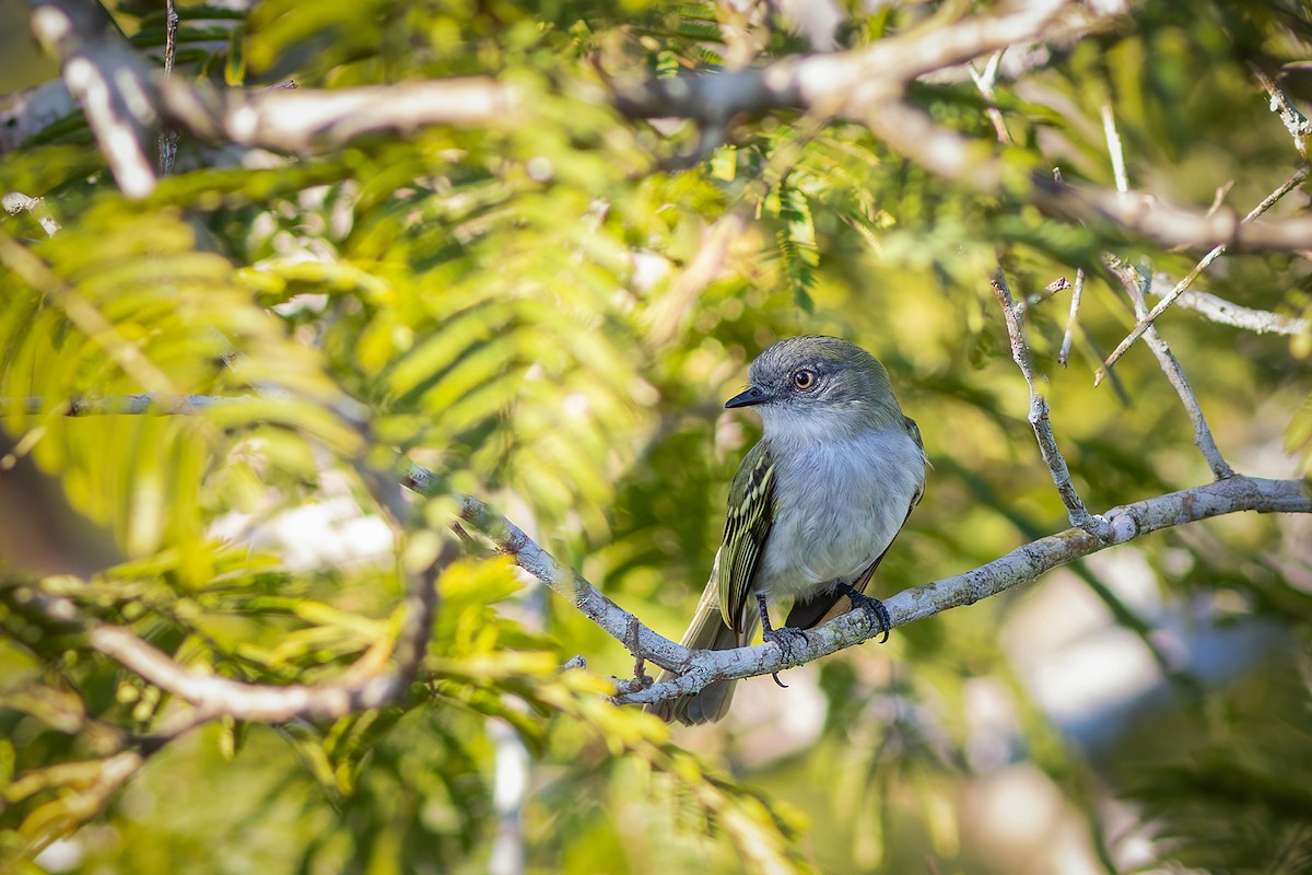 Gray-headed Elaenia - ML638041152