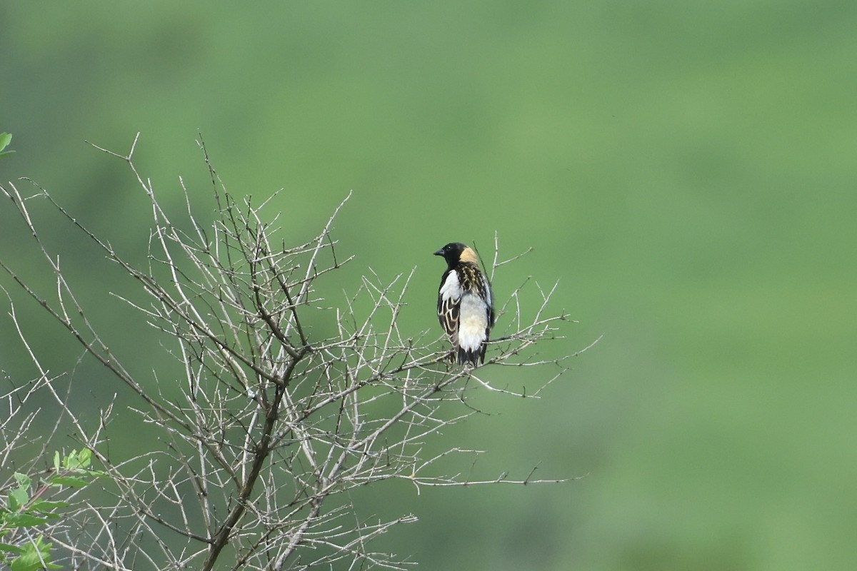 Bobolink - ML638041155