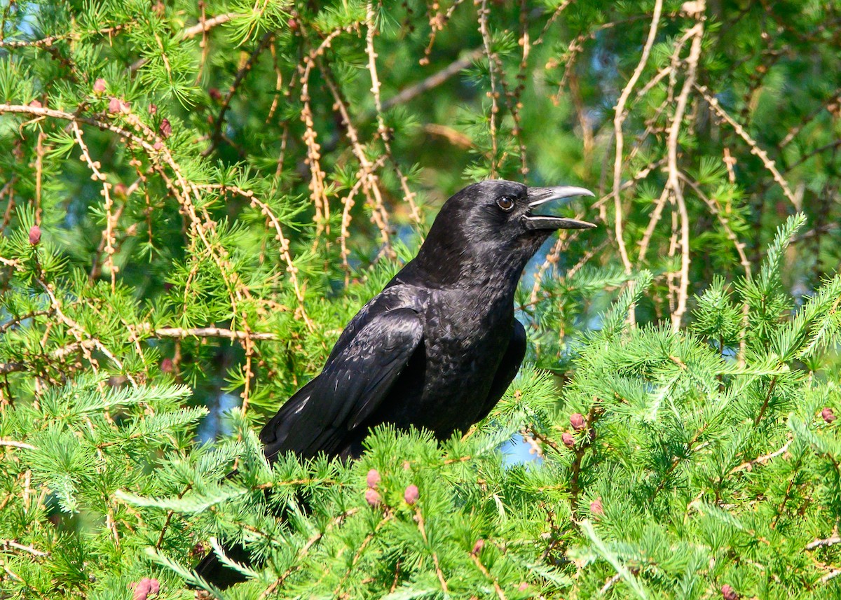American Crow - ML638041159