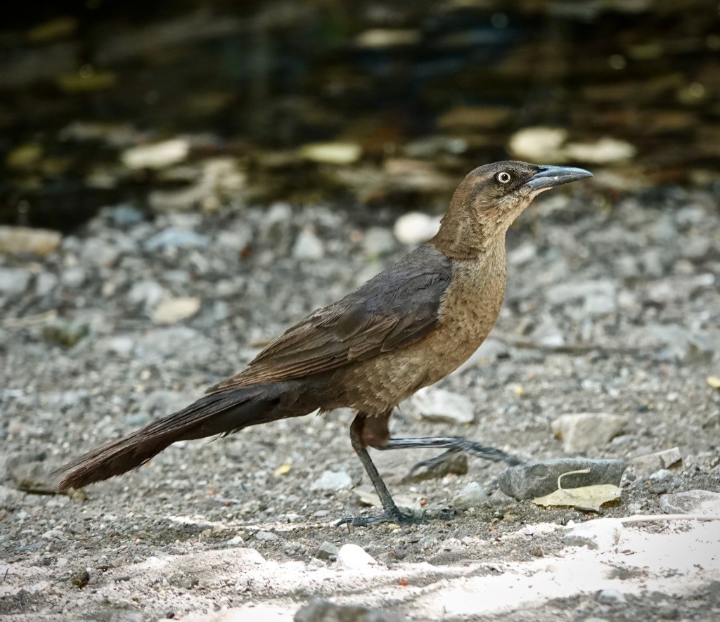 Great-tailed Grackle - ML638041225