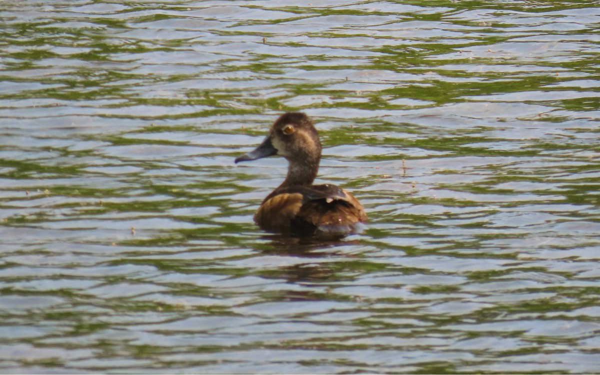 Ring-necked Duck - ML638041233