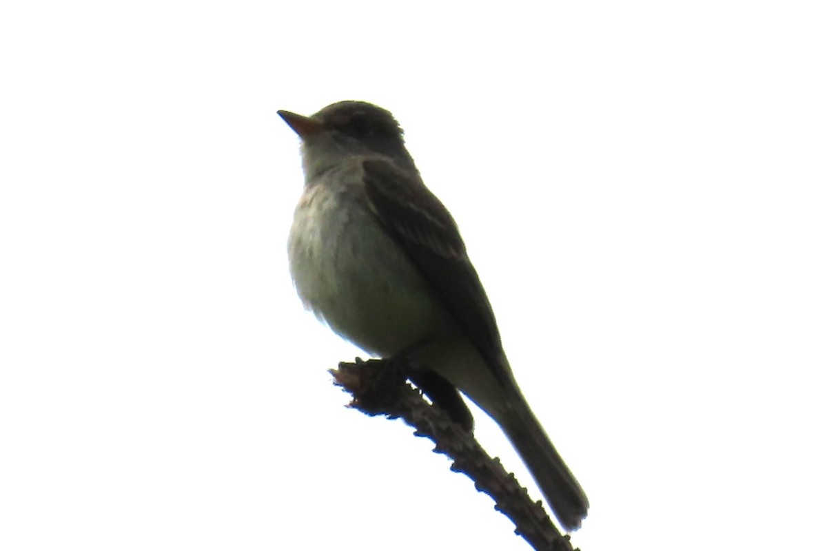 Willow Flycatcher - ML638041234