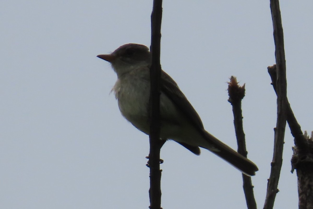 Willow Flycatcher - ML638041235