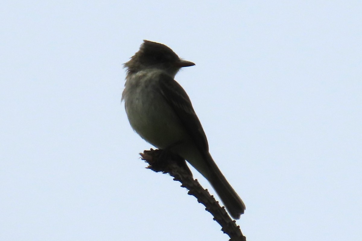 Willow Flycatcher - ML638041236