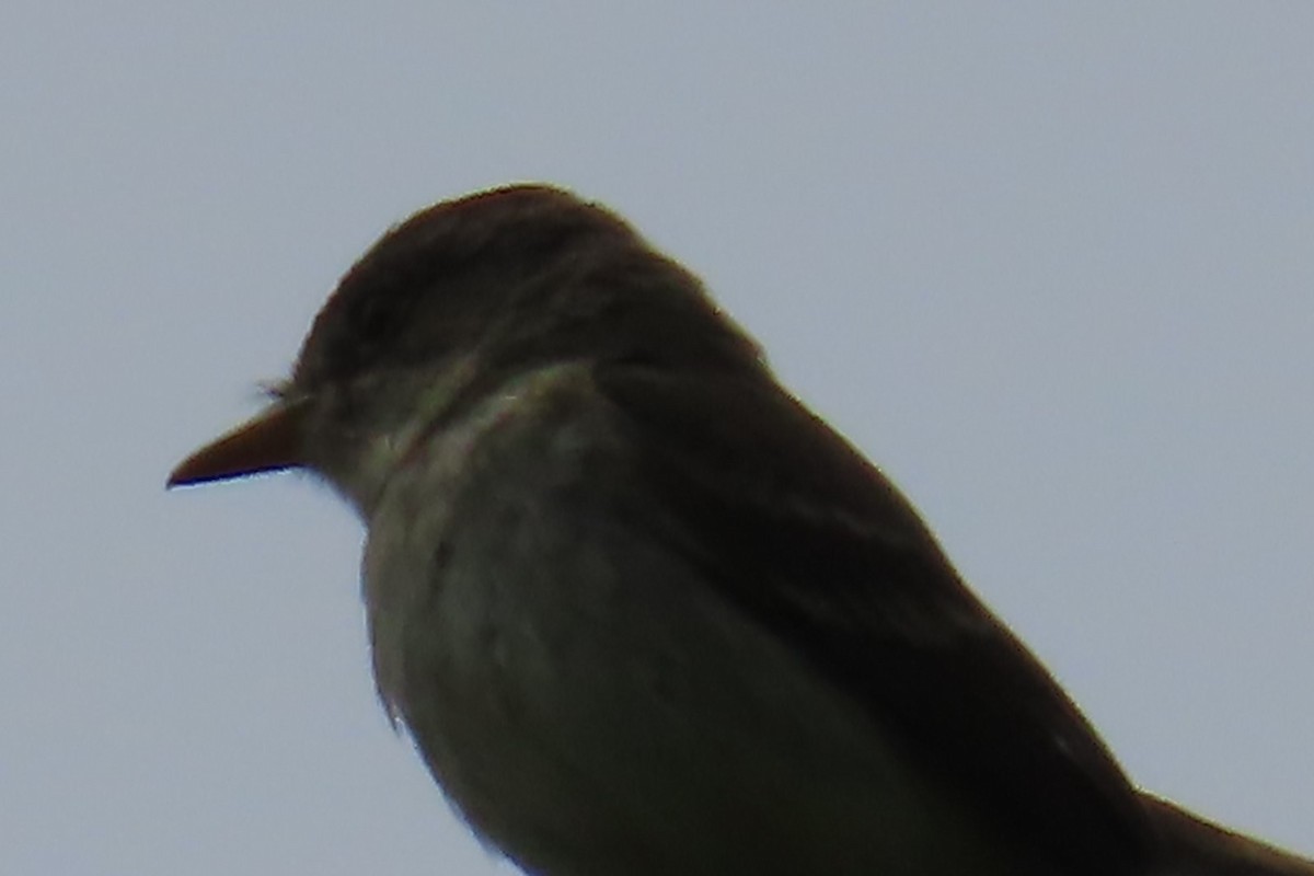 Willow Flycatcher - ML638041237
