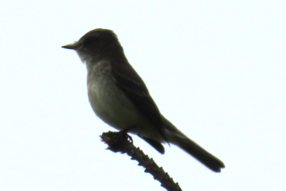Willow Flycatcher - ML638041238