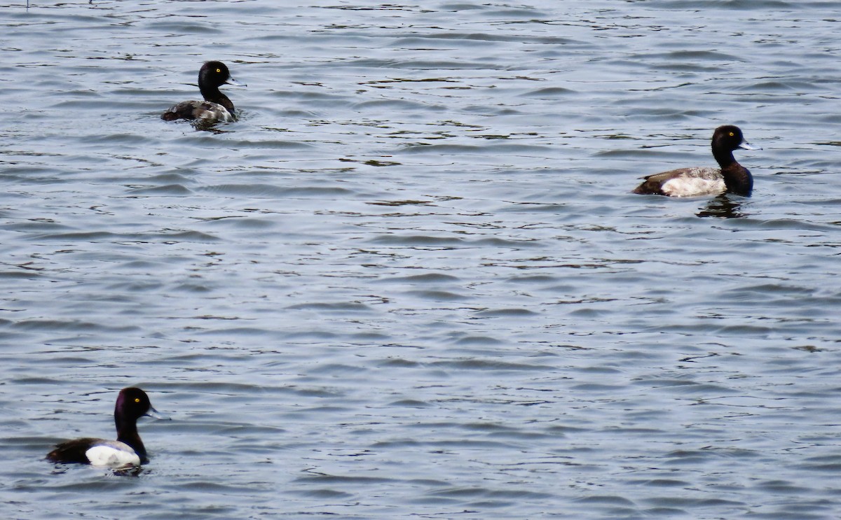 Lesser Scaup - ML638041245