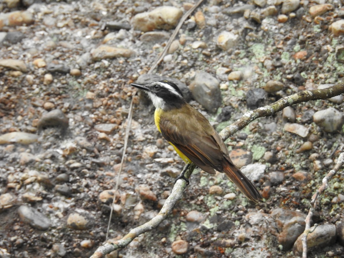 Lesser Kiskadee - ML638041246