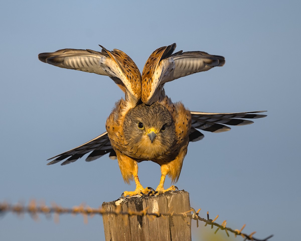 Rock Kestrel - ML638041248
