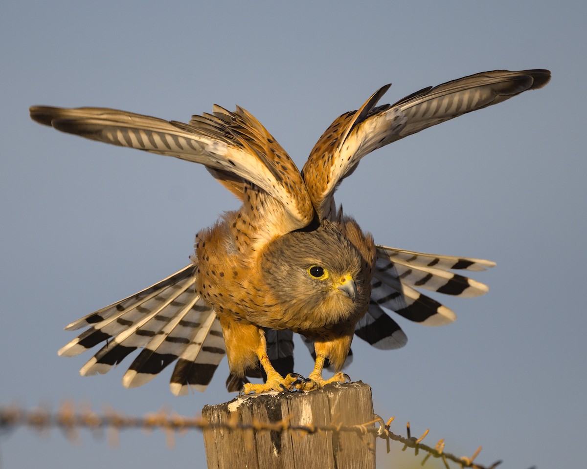 Rock Kestrel - ML638041249