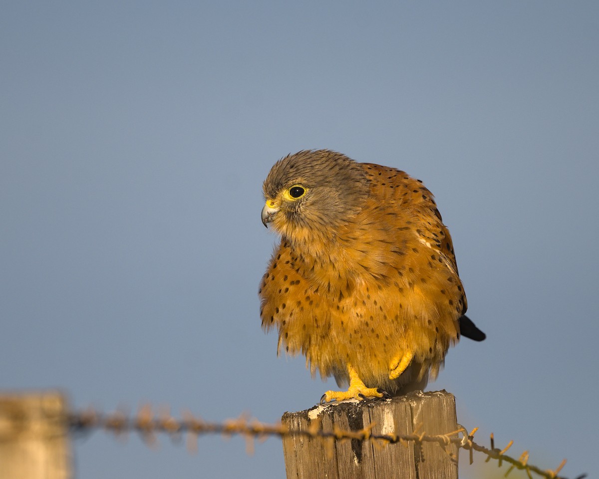 Rock Kestrel - ML638041250