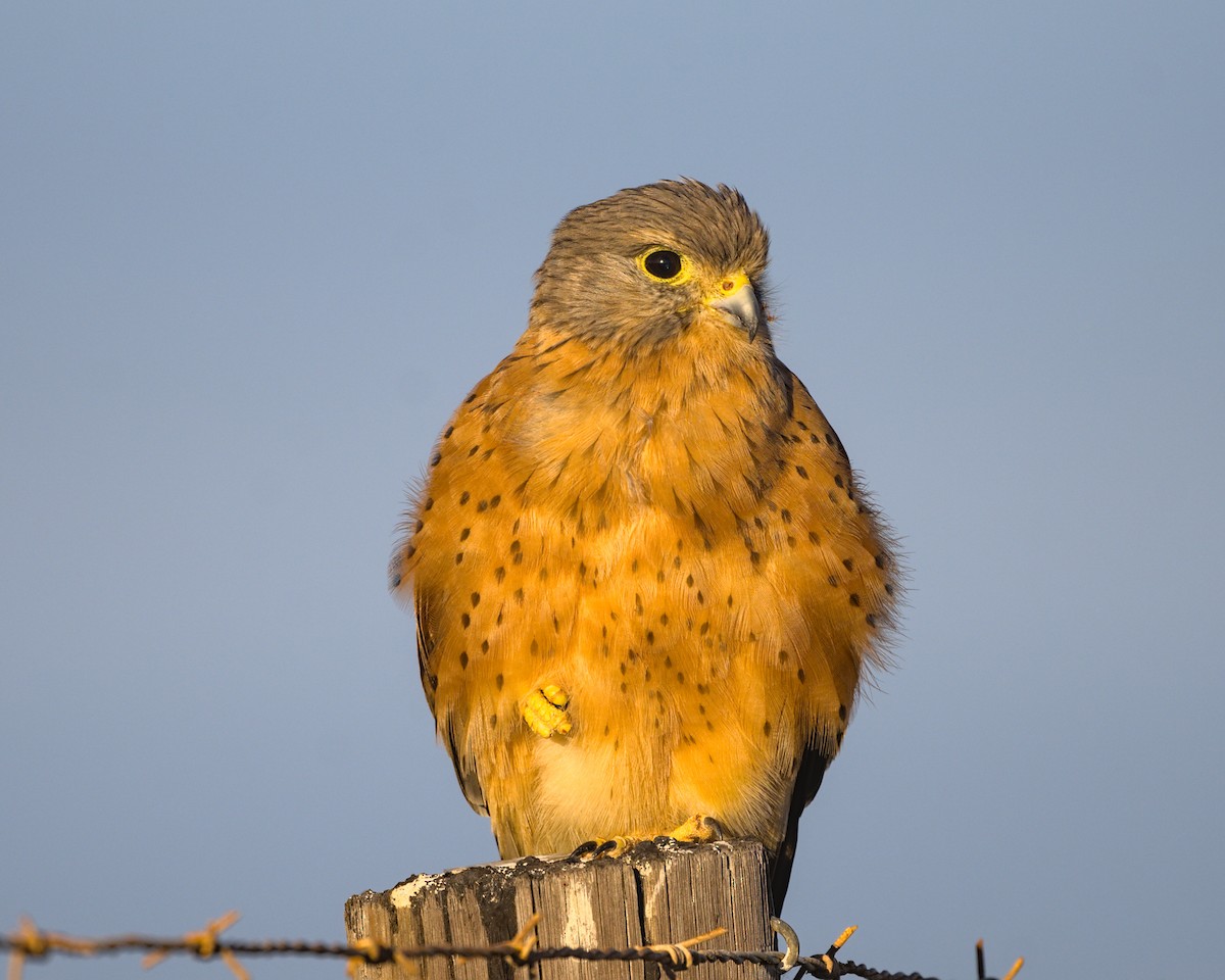 Rock Kestrel - ML638041251