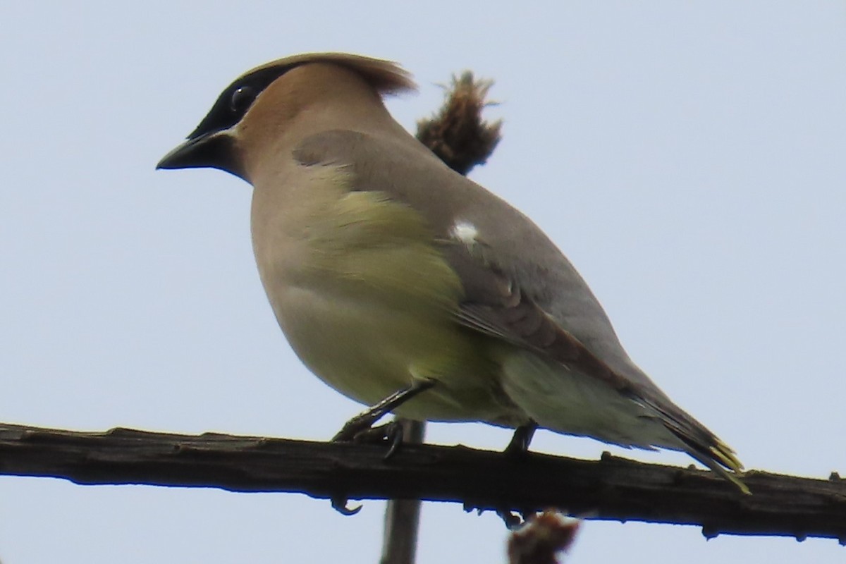 Cedar Waxwing - ML638041258