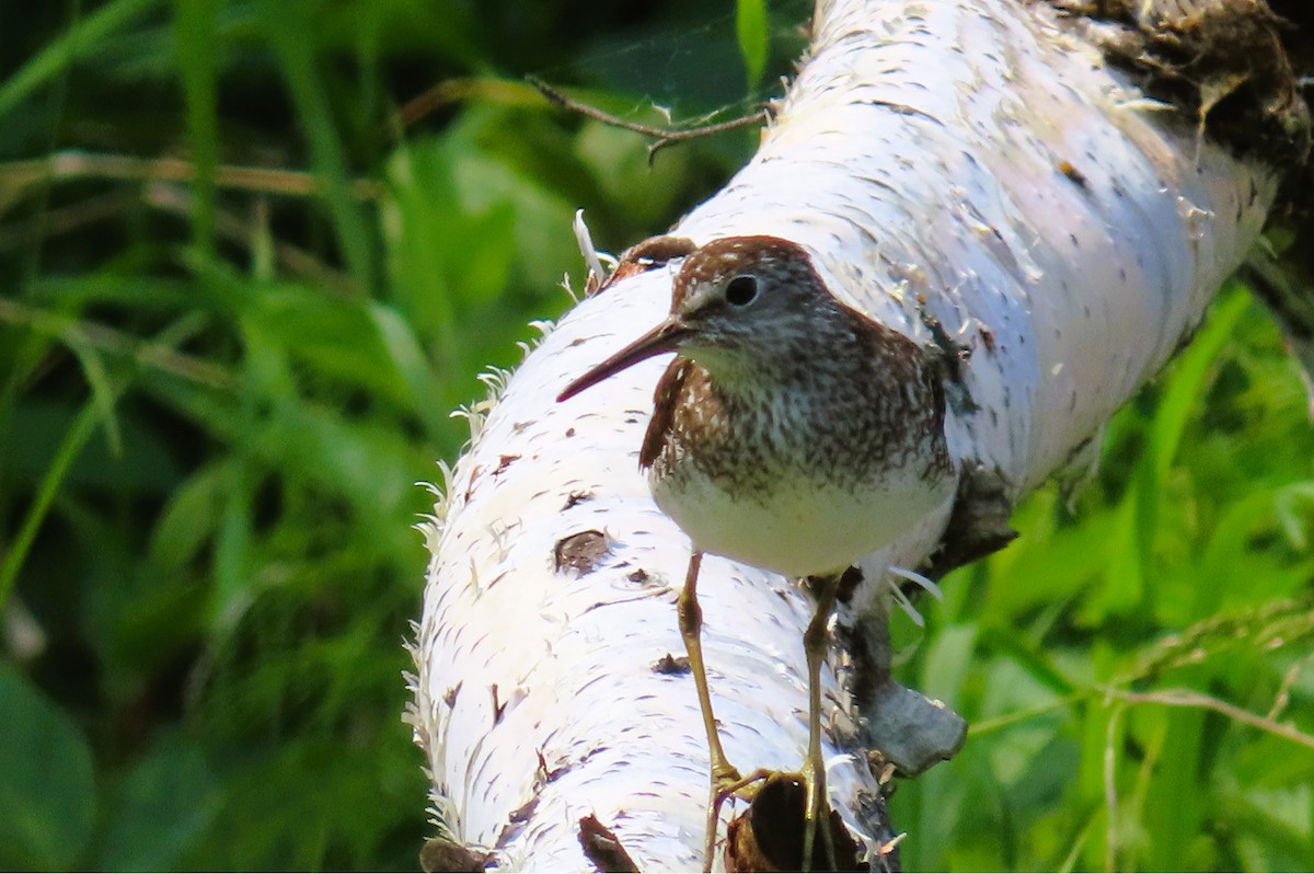 Solitary Sandpiper - ML638041259