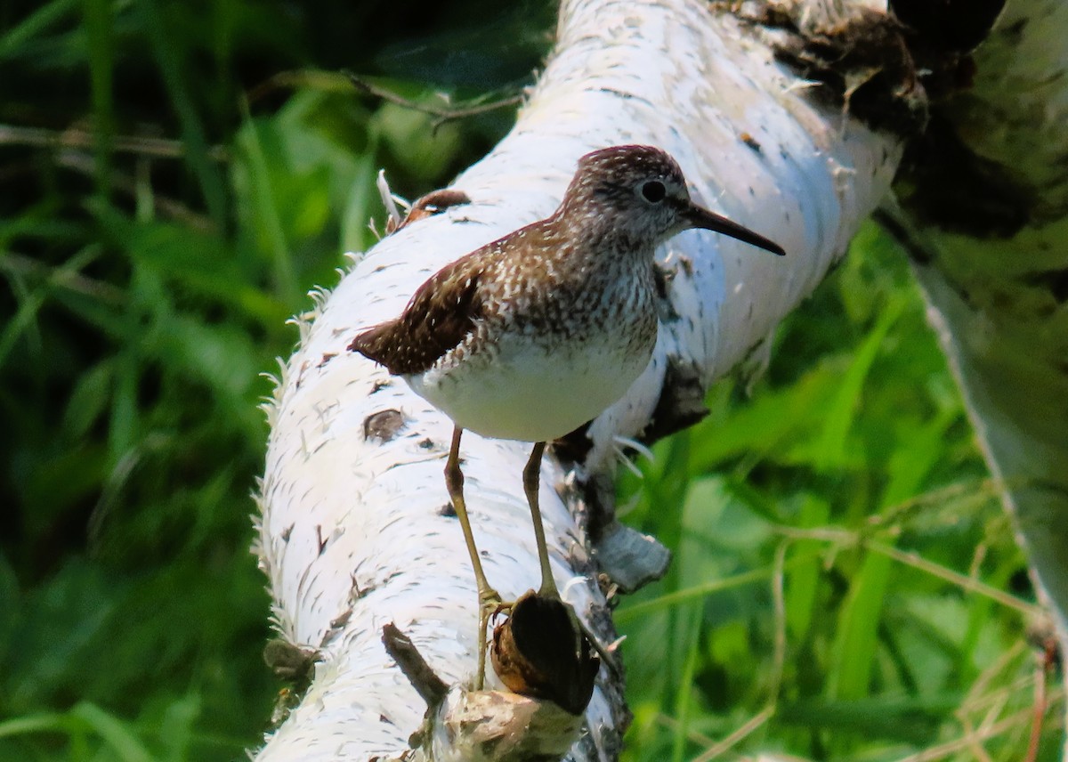 Solitary Sandpiper - ML638041283