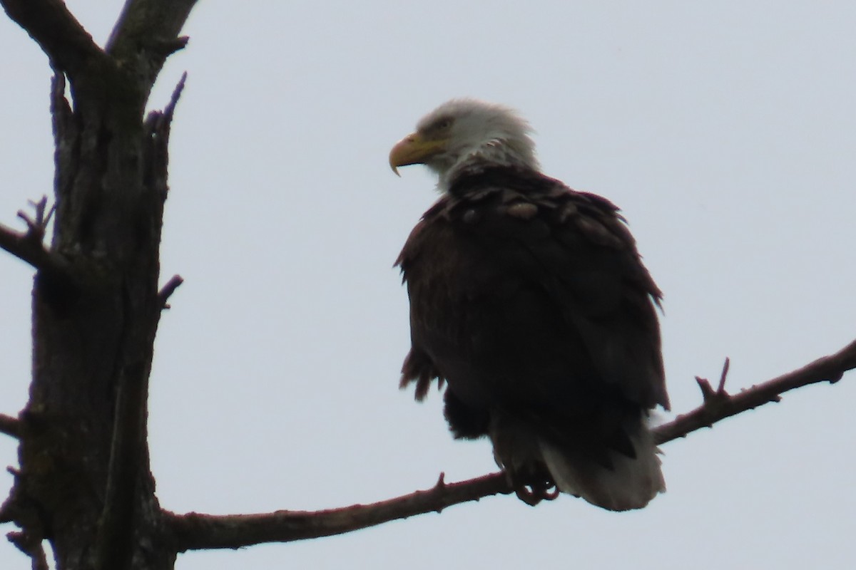 Bald Eagle - ML638041285
