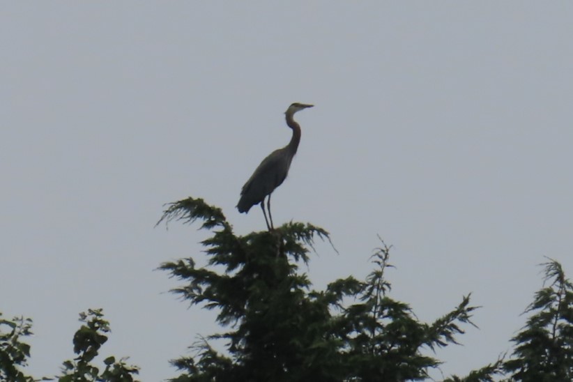 Great Blue Heron - ML638041296