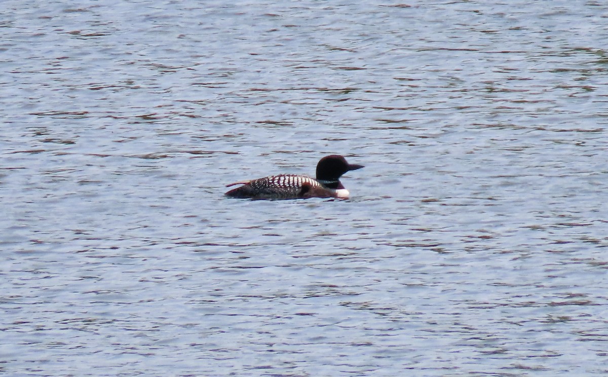 Common Loon - ML638041304