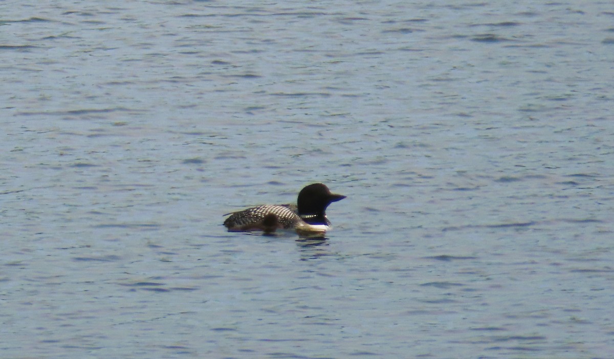 Common Loon - ML638041313