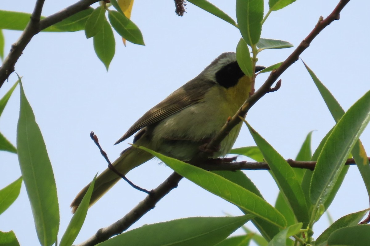 Common Yellowthroat - ML638041314
