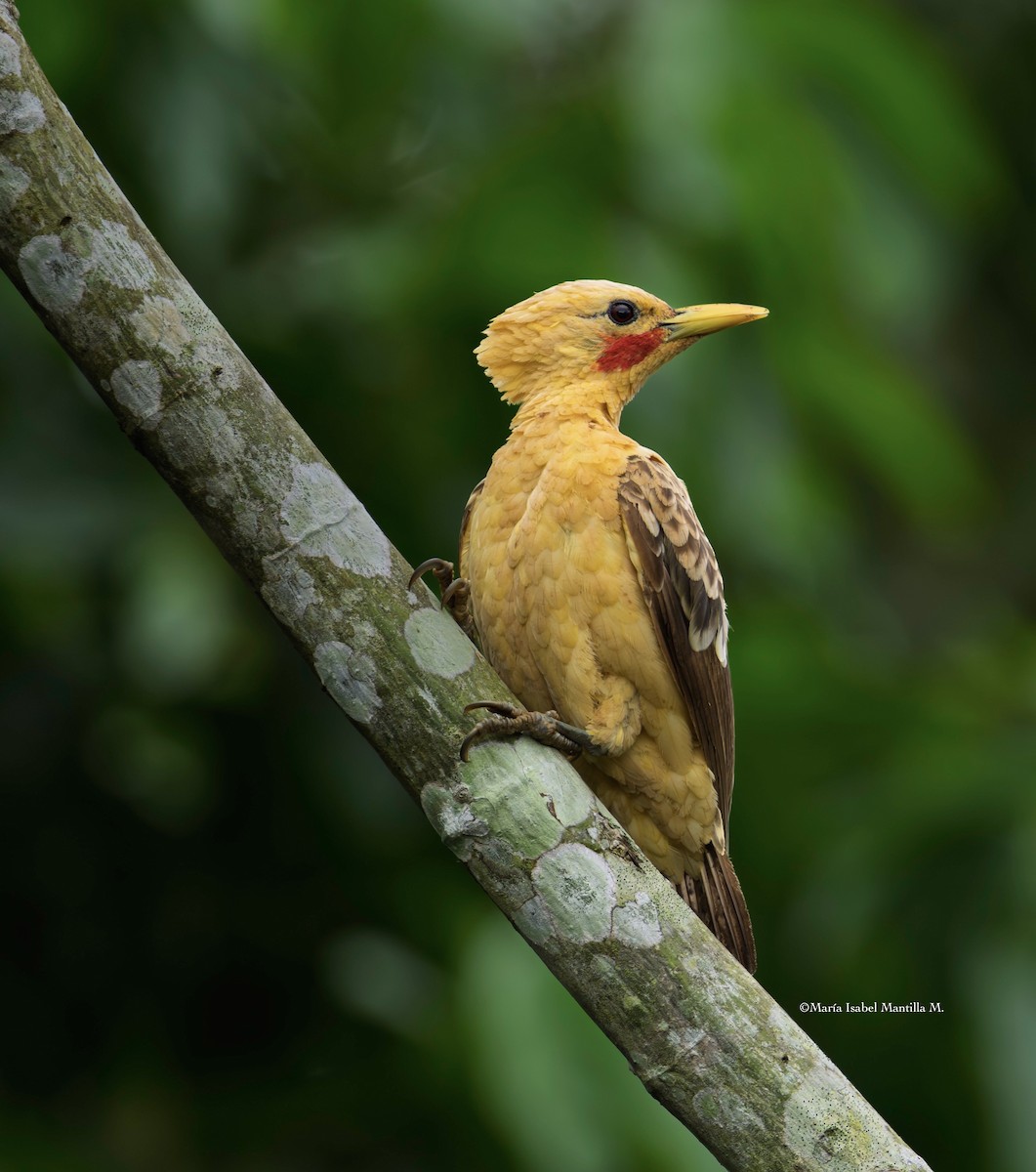 Cream-colored Woodpecker - ML638041316