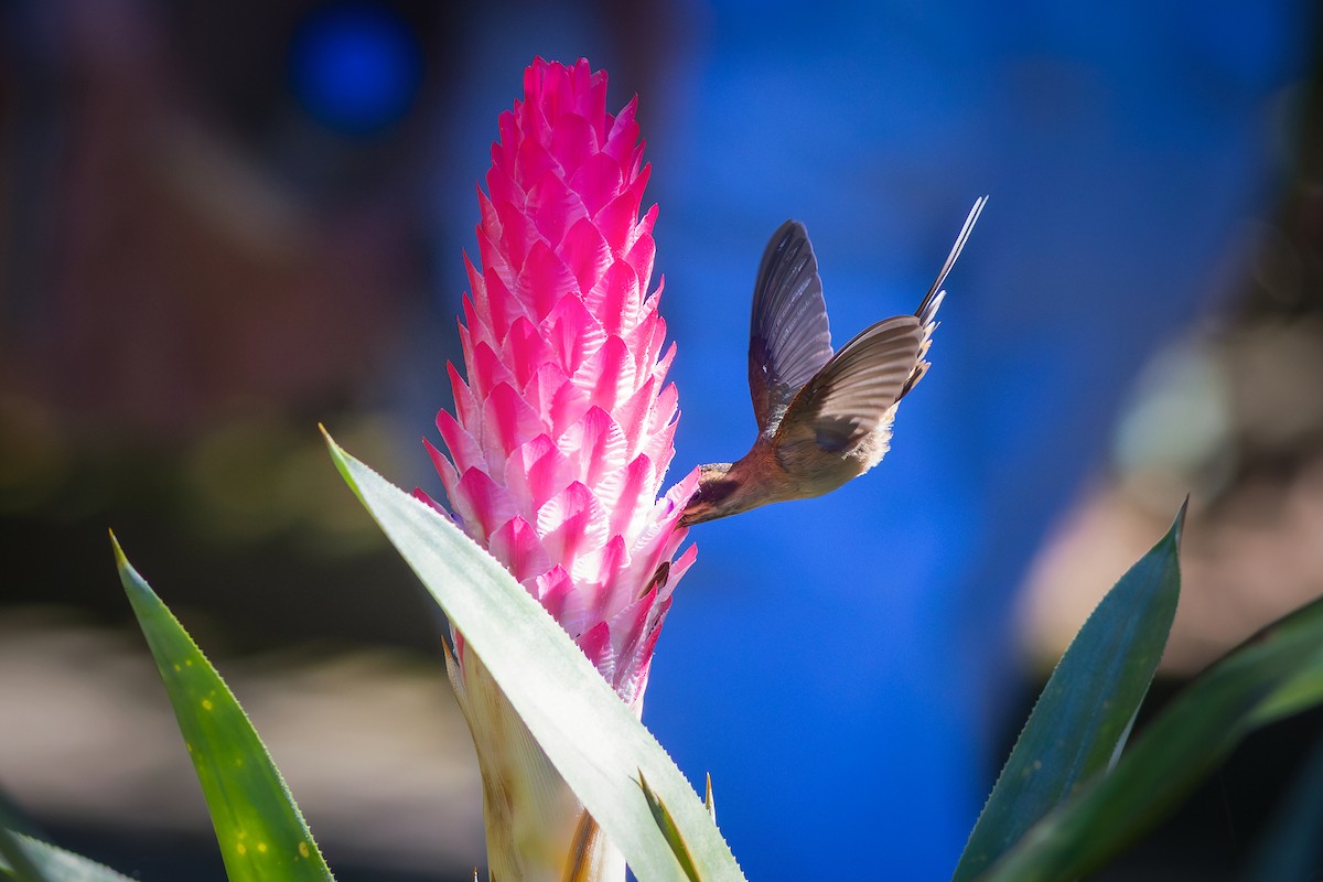 Dusky-throated Hermit - ML638041317