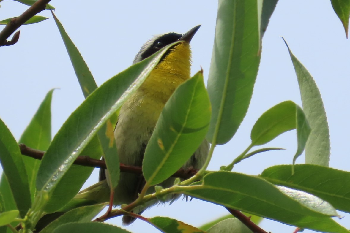 Common Yellowthroat - ML638041319