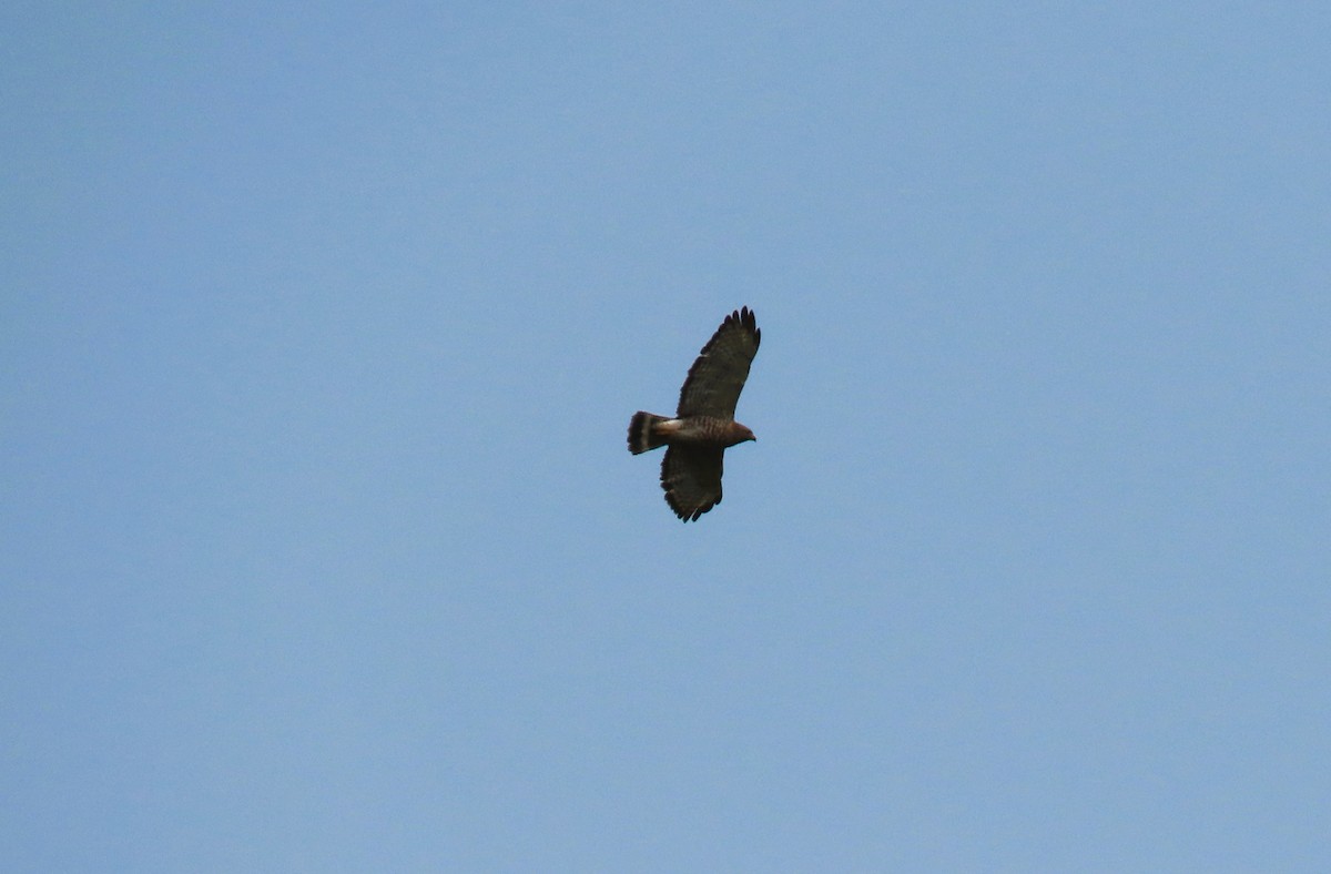 Broad-winged Hawk - ML638041331