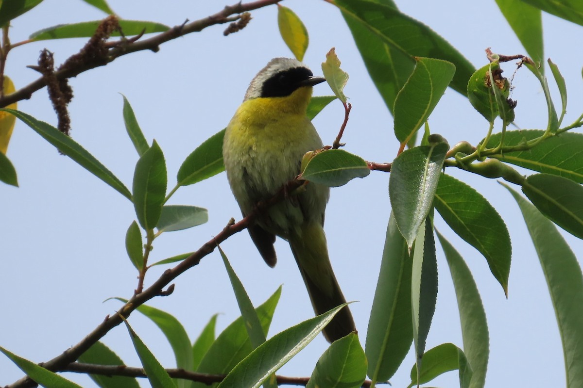 Common Yellowthroat - ML638041334