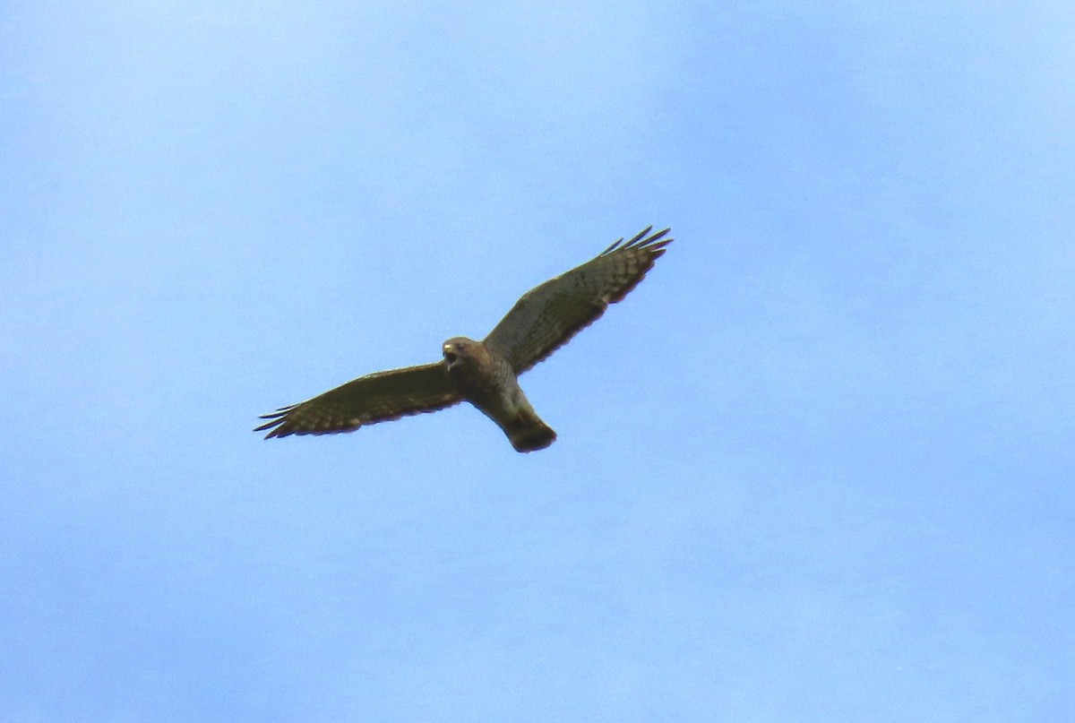 Broad-winged Hawk - ML638041344