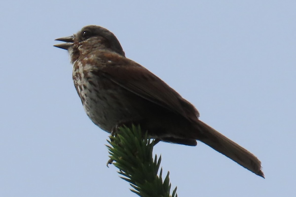 Song Sparrow - ML638041347