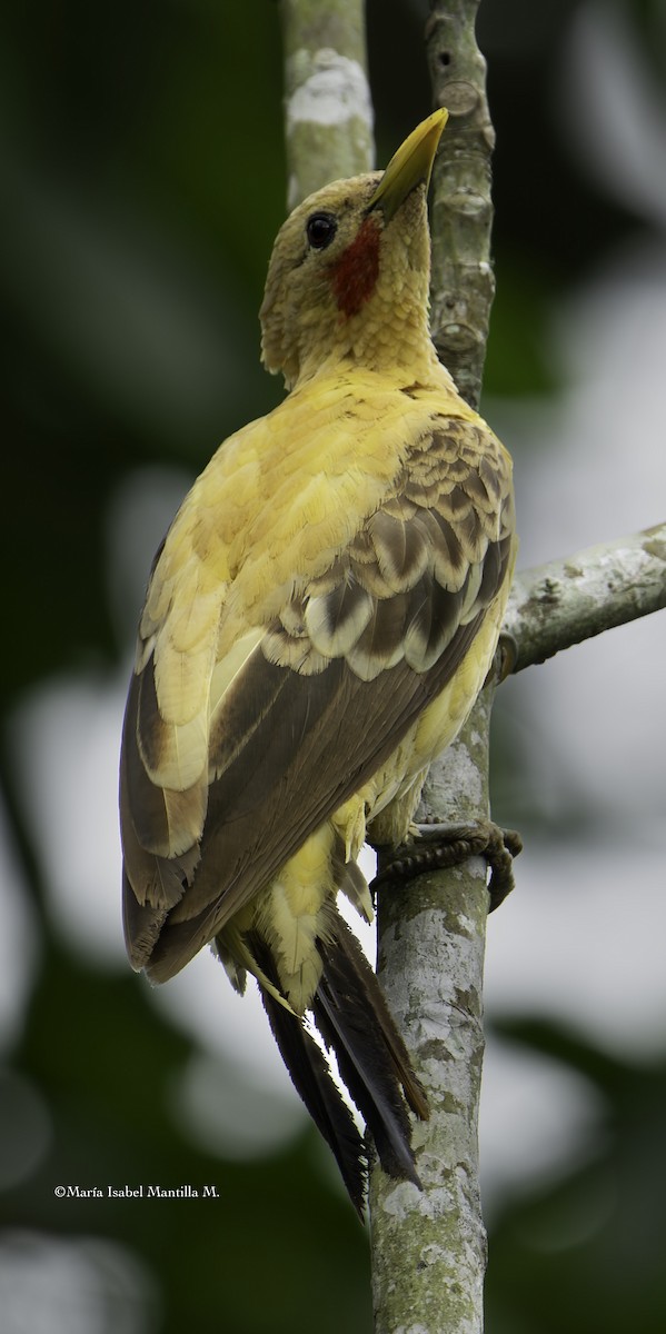 Cream-colored Woodpecker - ML638041353
