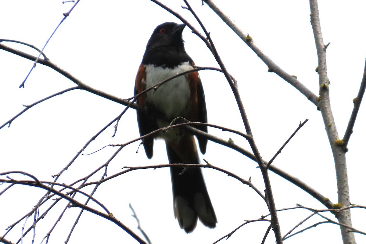 Spotted Towhee - ML638041354