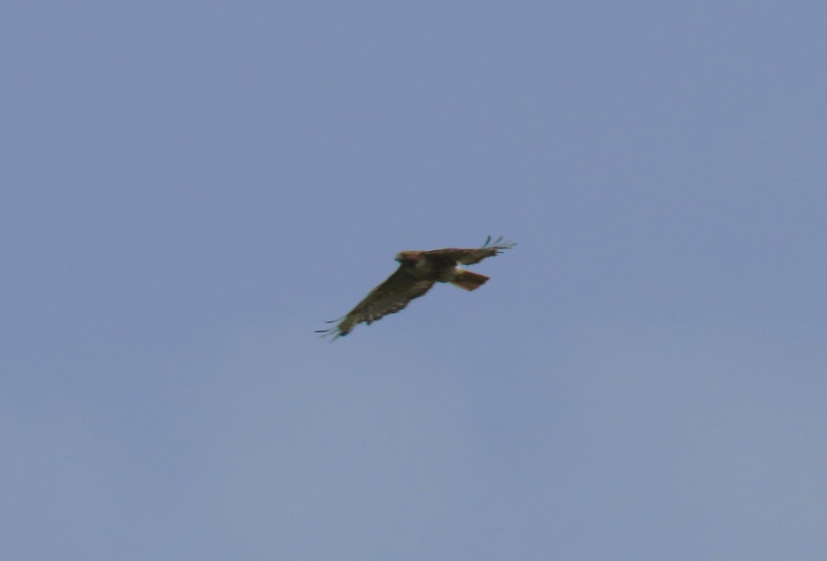 Red-tailed Hawk - ML638041355
