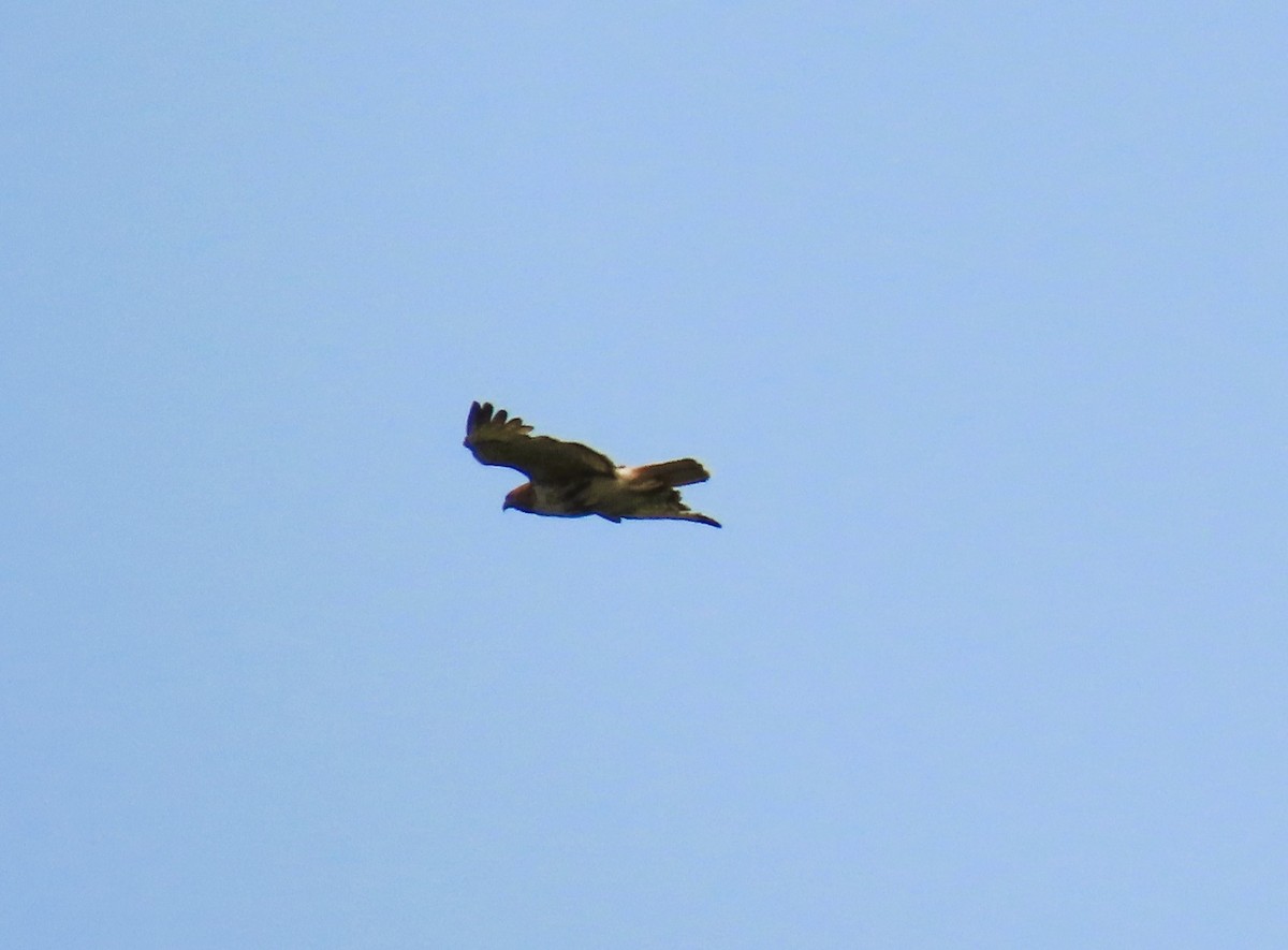 Red-tailed Hawk - ML638041358