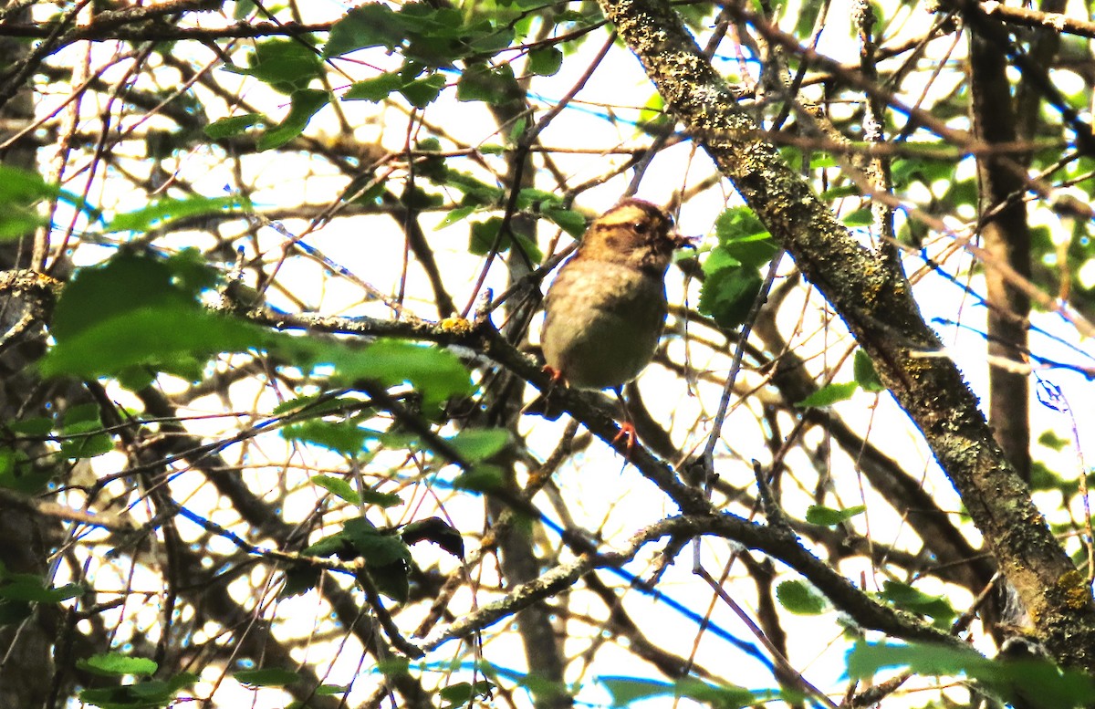 White-throated Sparrow - ML638041398