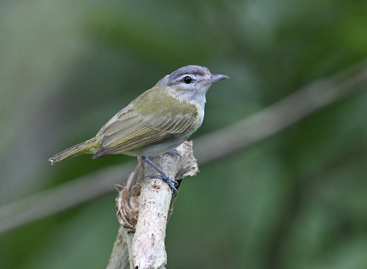 Chivi Vireo - ML638041403