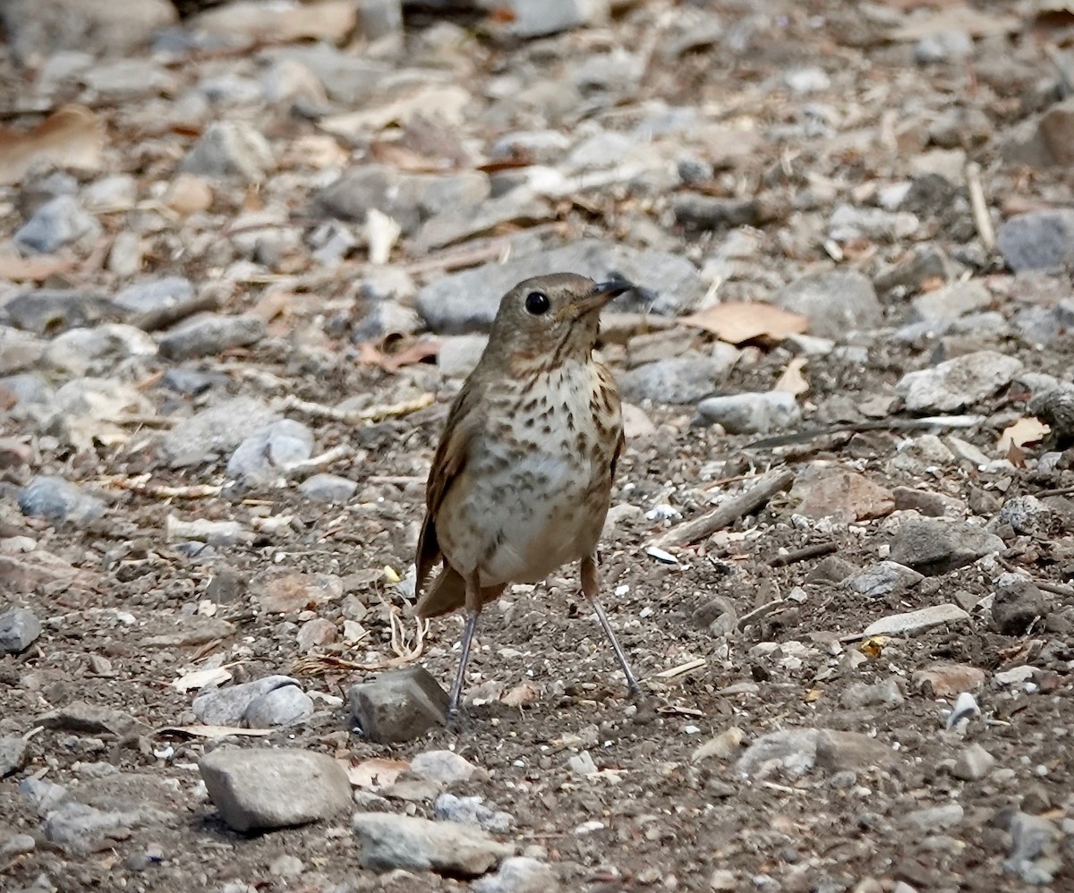 Swainson's Thrush - ML638041428